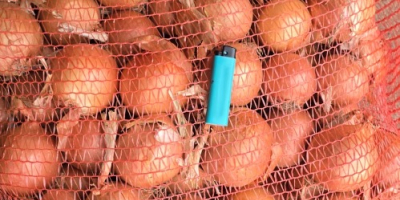 Cebula odmiany Legend, kaliber 50+, sprzedawana w big-bagach lub