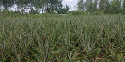 Świeże ananasy z Beninu, odmiany Pain de Sucre i
