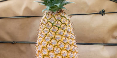 Świeże ananasy z Beninu, odmiany Pain de Sucre i