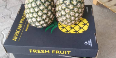 Świeże ananasy z Beninu, odmiany Pain de Sucre i