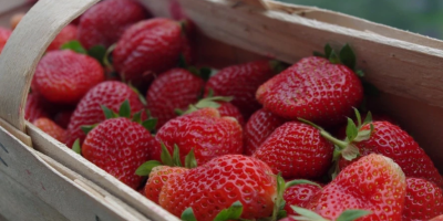 SKUP TRUSKAWEK – ZAPRASZAMY DO WSPÓŁPRACY! Oferujemy skup świeżych