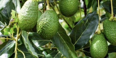 Jesteśmy firmą specjalizującą się w eksporcie awokado odmiany Hass,