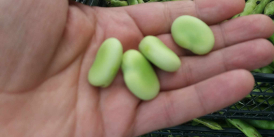 Hello Broad beans in offer. Quantity 2-3 trucks in