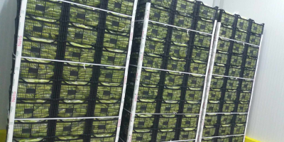 Hello Broad beans in offer. Quantity 2-3 trucks in