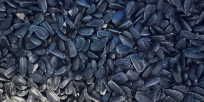 Słonecznik Czarny drobny czyszczony pakowany po 20 kg lub