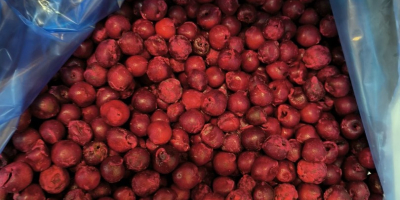 Wiśnie drylowane IQF odmiany Oblacinska produkowane są ze starannie