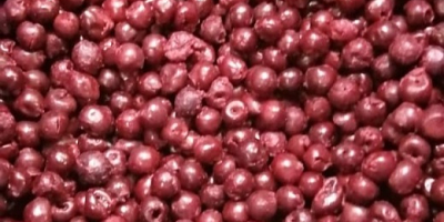 Wiśnie drylowane IQF odmiany Oblacinska produkowane są ze starannie