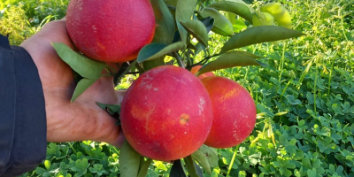 Pomarańcze Tarocco Rooster, czerwone,