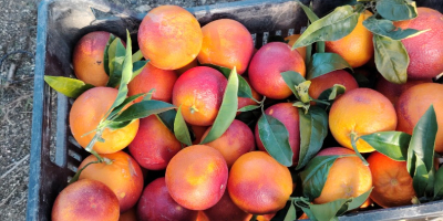 Pomarańcze Tarocco Rooster, czerwone,