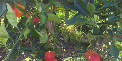 Pomarańcze Tarocco Rooster, czerwone,