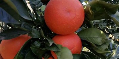 Pomarańcze Tarocco Rooster, czerwone,