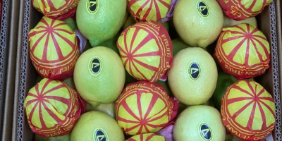 Z przyjemnością oferujemy świeże egipskie cytryny (Key Lime) najwyższej