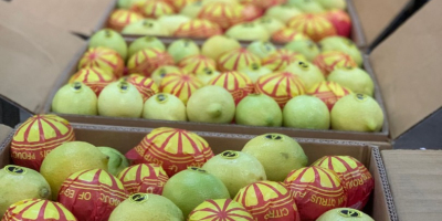 Z przyjemnością oferujemy świeże egipskie cytryny (Key Lime) najwyższej