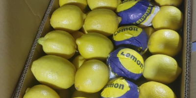 Z przyjemnością oferujemy świeże egipskie cytryny (Key Lime) najwyższej