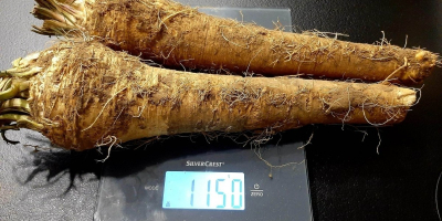 ZAMÓWIENIE SADZONEK KONIOWYCH! Gotowe do natychmiastowego sadzenia (kiełkowane lub