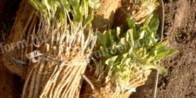 ZAMÓWIENIE SADZONEK KONIOWYCH! Gotowe do natychmiastowego sadzenia (kiełkowane lub