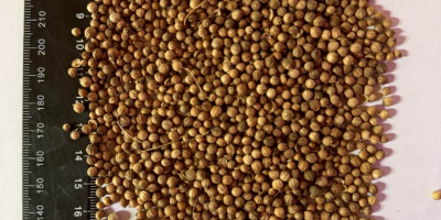 W magazynie 12t Czystość 98% Jakość rzeczywista na zdjęciu