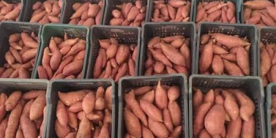 Świeże, wysokiej jakości bataty z Egiptu. Wysokiej jakości, sortowane,