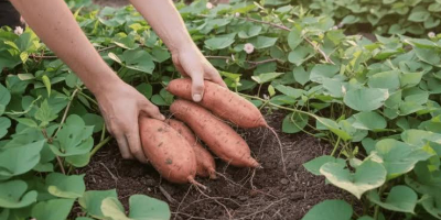 Świeże, wysokiej jakości bataty z Egiptu. Wysokiej jakości, sortowane,
