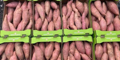 Świeże, wysokiej jakości bataty z Egiptu. Wysokiej jakości, sortowane,