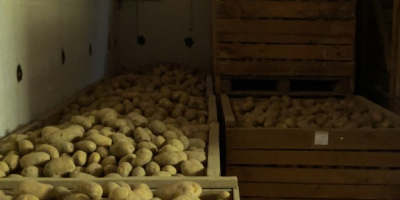 Witam, sprzedam duże, piękne ziemniaki (50+) odmiany Valdivia i