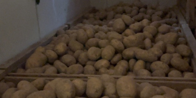 Witam, sprzedam duże, piękne ziemniaki (50+) odmiany Valdivia i