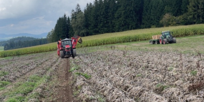Witam, sprzedam duże, piękne ziemniaki (50+) odmiany Valdivia i