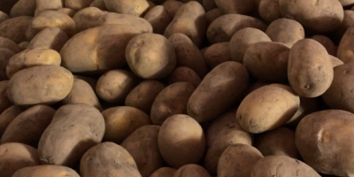 Witam, sprzedam duże, piękne ziemniaki (50+) odmiany Valdivia i