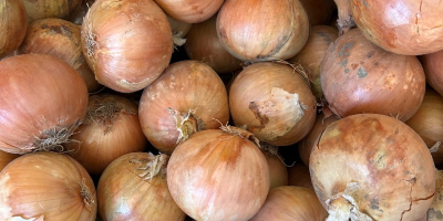 Nawiąże współprace z importerami lub producentami marchwi i cebuli