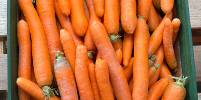 Nawiąże współprace z importerami lub producentami marchwi i cebuli