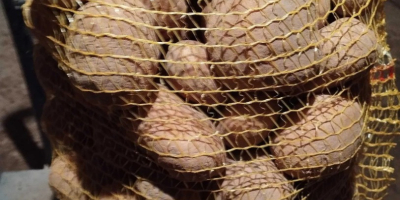 Sprzedam ziemniaki jadalne VINETA żółte, kal. 45+ mm, w