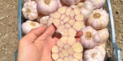 Golden Roots eksportuje świeże i mrożone produkty egipskie, warzywa