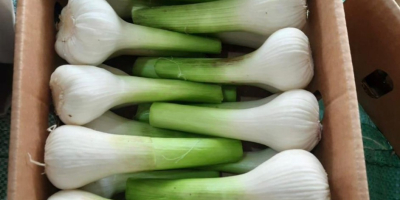 Golden Roots eksportuje świeże i mrożone produkty egipskie, warzywa