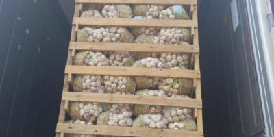 Golden Roots eksportuje świeże i mrożone produkty egipskie, warzywa