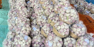 Golden Roots eksportuje świeże i mrożone produkty egipskie, warzywa