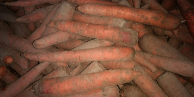 Polska marchew BIO. Gospodarstwo z certyfikatem BIO. Pierwsza klasa.