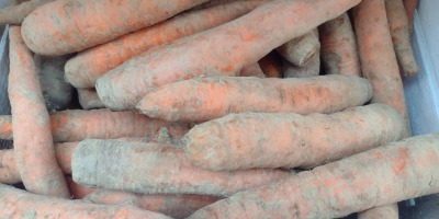 Polska marchew BIO. Gospodarstwo z certyfikatem BIO. Pierwsza klasa.