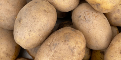 Sprzedam ziemniaki Lily Ilości tirówe, z jasnej ziemi