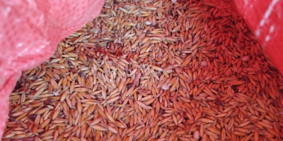 Owies ekologiczny certyfikat Zbiór 2025