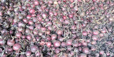 Dzień dobry, mam na sprzedaż 150 ton nieobranej czerwonej