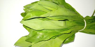 Mam do sprzedania duże ilości czosnku niedźwiedziego. Czosnek pochodzi