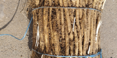 Zdrowe sadzonki chrzanu na sprzedaż w małych i dużych