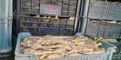 Sprzedam pietruszke z chłodni kaliber 3-6cm odmiana arat ładnie