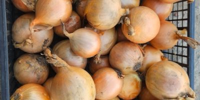 Sprzedam cebulę. Więcej informacji telefonicznie.[telefon]