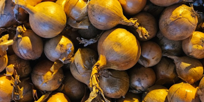 Sprzedam cebulę. Więcej informacji telefonicznie.[telefon]