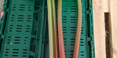 Sprzedam rabarbar wczesny gotowy do cięcia duże ilości sprzedaż