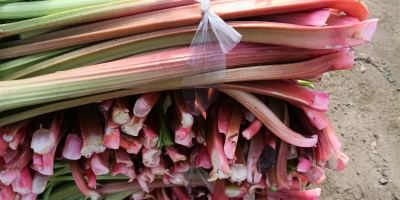 Sprzedam rabarbar wczesny gotowy do cięcia duże ilości sprzedaż