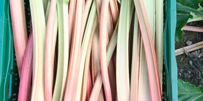 Sprzedam rabarbar wczesny gotowy do cięcia duże ilości sprzedaż