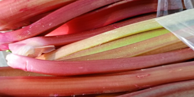 Sprzedam rabarbar wczesny gotowy do cięcia duże ilości sprzedaż