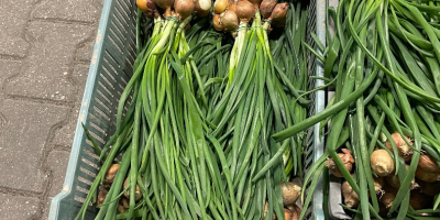 Sprzedam szczypiorek w pęczkach.